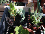 DSCN4072 web.jpg