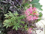 DSC02079.JPG