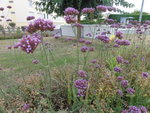 DSC02071.JPG