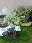 Le Saule crevette