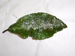 DSC04858.jpg