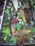 boutures feuilles (2).jpg