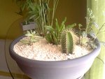 IMG00063.jpg