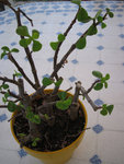 Plante grasse0.jpg