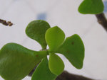 plante grasse2.jpg
