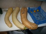 IMGP0928.JPG