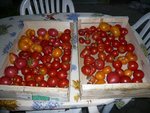 tomates pour coulis.jpg