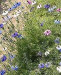 nigelle (324x400).jpg
