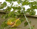 plante5.jpg
