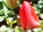 le jardin tulipe 1.jpg