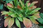 Plante 2