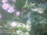 DSCN1516.JPG