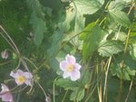 DSCN1518.JPG