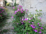 DSC01368.JPG