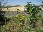 IMG_3245.JPG