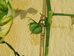 vu la taille des tomates au bout d'une semaine, je pense que ce n'est pas un plant de tomate-cerises...