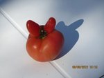 2012-09 petit lapin de Papiris x.jpg