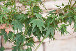 Premières feuilles