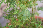 dernières feuilles