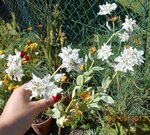 DSCN1031.JPG