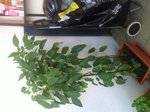 Photos de 2 des 3 plants