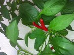 Piments produits