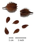 512px-Fagus_sylvatica_semina.jpg