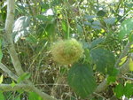 SAM_0587.2.JPG