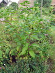 GEDC0654PLANTE INCONNUE LE 11-09-12.JPG