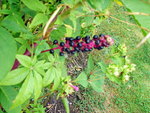 GEDC0655 plante inconnue le 11-09-12.JPG