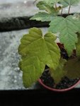 IMG_0335.jpg