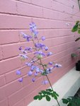 fleur bleu-violet
