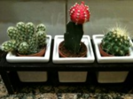 celui du milieu est un gymnocalycium, le reste?