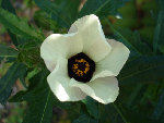 DSC01988@ .jpg