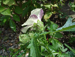 DSC01994@ .jpg