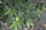 Acer Palm ozaka%0A_1_01.JPG