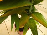 lys feuilles.jpg