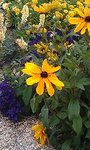 fleur jaune.jpeg