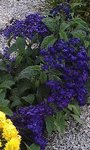 fleur bleue.jpeg