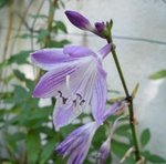 Hosta 0.JPG