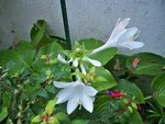 Hosta et fuchsia