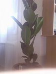 -Feuille Ficus Tineke<br />-Ficus Robusta