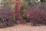 parthenocissus1.JPG
