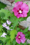 Althéa 17-09-12 01.jpg