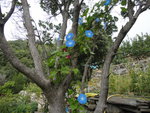 DSC01385.JPG