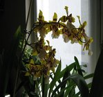 orchidee 7 009.JPG