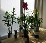 orchidee 7 026.JPG