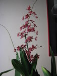 orchidee 7 069.JPG