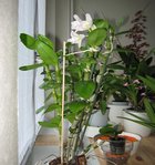 orchidee 8 017.JPG