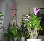 orchidee 8 029.JPG